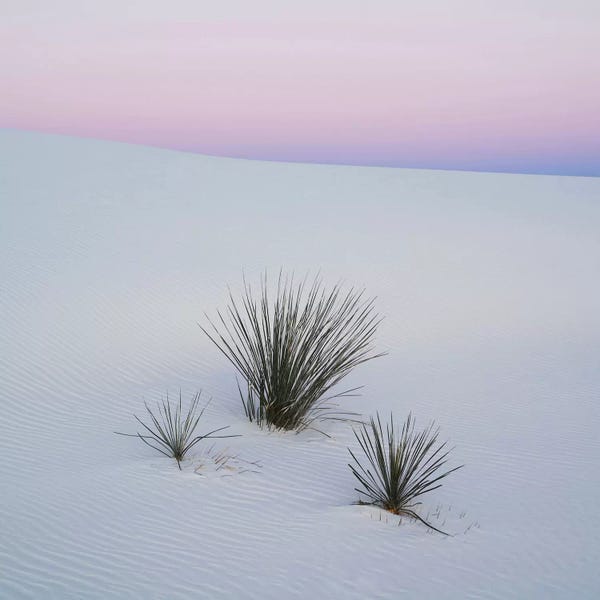 White Sands National Monument: Soaptree Yucca I, White Sands National Monument, New Mexico, USA by Panoramic Images