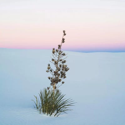 Soaptree Yucca II, White Sands National Monument, New Mexico, USA by Panoramic Images framed wall art