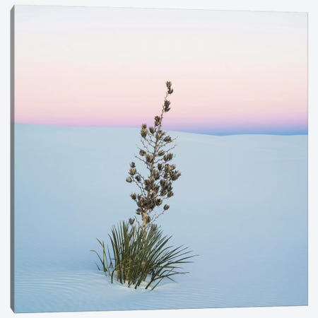 Soaptree Yucca II, White Sands National Monument, New Mexico, USA Canvas Print #PIM14222} by Panoramic Images Art Print