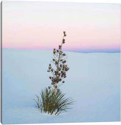 Soaptree Yucca II, White Sands National Monument, New Mexico, USA Canvas Art Print - New Mexico Art
