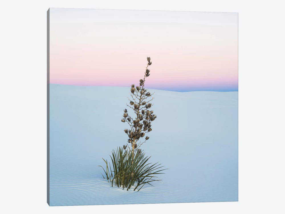 Soaptree Yucca II, White Sands National Monument, New Mexico, USA 1-piece Art Print