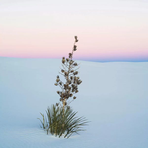 White Sands National Monument: Soaptree Yucca II, White Sands National Monument, New Mexico, USA by Panoramic Images