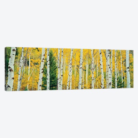 Aspen Grove, Granite Canyon Trail, Grand Teton National Park, Jackson Hole Valley, Teton County, Wyoming, USA Canvas Print #PIM14230} by Panoramic Images Canvas Wall Art