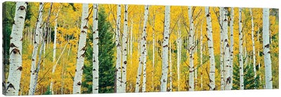 Aspen Grove, Granite Canyon Trail, Grand Teton National Park, Jackson Hole Valley, Teton County, Wyoming, USA Canvas Art Print - Aspen Tree Art