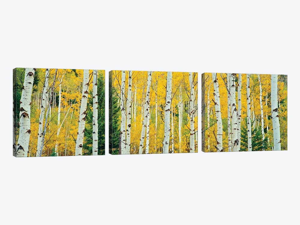 Aspen Grove, Granite Canyon Trail, Grand Teton National Park, Jackson Hole Valley, Teton County, Wyoming, USA by Panoramic Images 3-piece Canvas Artwork