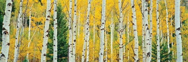 Tree Close-Ups: Aspen Grove, Granite Canyon Trail, Grand Teton National Park, Jackson Hole Valley, Teton County, Wyoming, USA by Panoramic Images