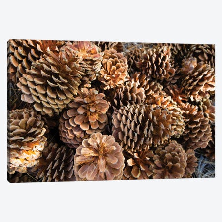 Acorns Growing On Plants Canvas Print #PIM14235} by Panoramic Images Canvas Print