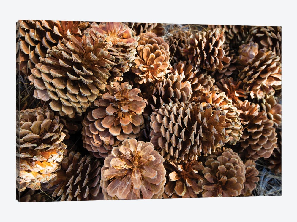 Acorns Growing On Plants by Panoramic Images 1-piece Canvas Print
