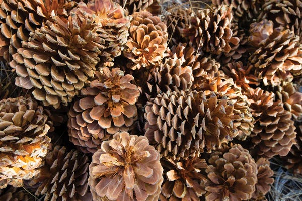Still Life Photography: Acorns Growing On Plants by Panoramic Images