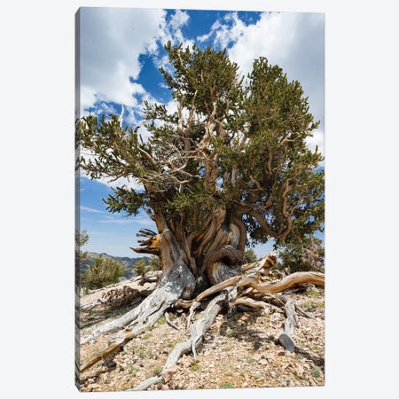 Ancient Bristlecone Pine Forest, White Mountains, Inyo County, California, USA I Canvas Print #PIM14247} by Panoramic Images Canvas Artwork