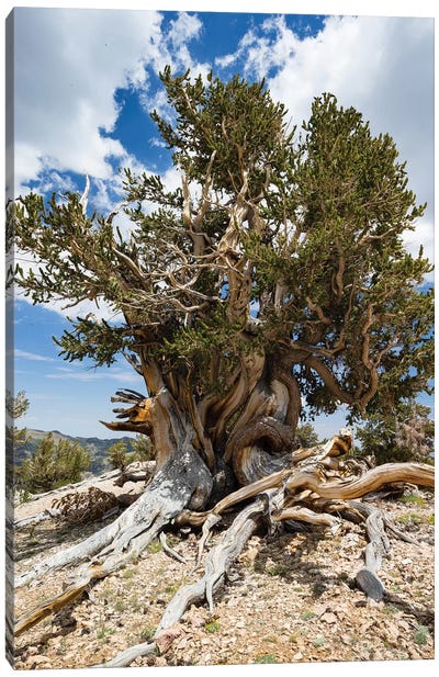 Ancient Bristlecone Pine Forest, White Mountains, Inyo County, California, USA I Canvas Art Print - Evergreen Tree Art