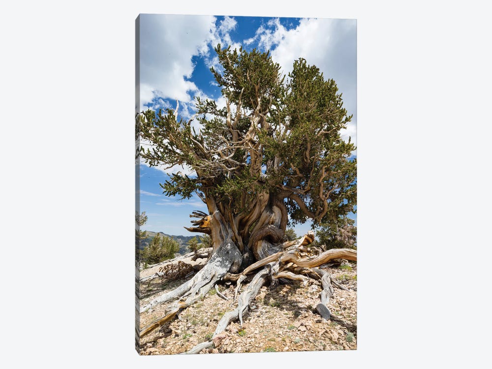 Ancient Bristlecone Pine Forest, White Mountains, Inyo County, California, USA I by Panoramic Images 1-piece Canvas Artwork