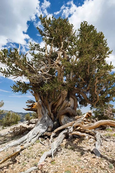 Evergreen Trees: Ancient Bristlecone Pine Forest, White Mountains, Inyo County, California, USA I by Panoramic Images