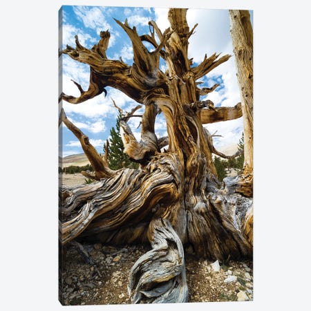 Ancient Bristlecone Pine Forest, White Mountains, Inyo County, California, USA II Canvas Print #PIM14248} by Panoramic Images Canvas Print