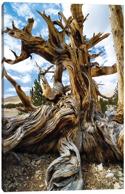 Ancient Bristlecone Pine Forest, White Mountains, Inyo County, California, USA II Canvas Art Print - Evergreen Tree Art