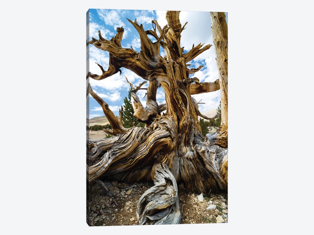 Ancient Bristlecone Pine Forest, White Mountains, Inyo County, California, USA II by Panoramic Images 1-piece Canvas Print