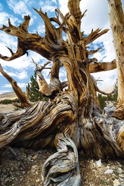 Evergreen Trees: Ancient Bristlecone Pine Forest, White Mountains, Inyo County, California, USA II by Panoramic Images