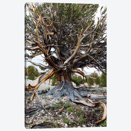 Ancient Bristlecone Pine Forest, White Mountains, Inyo County, California, USA III Canvas Print #PIM14249} by Panoramic Images Art Print