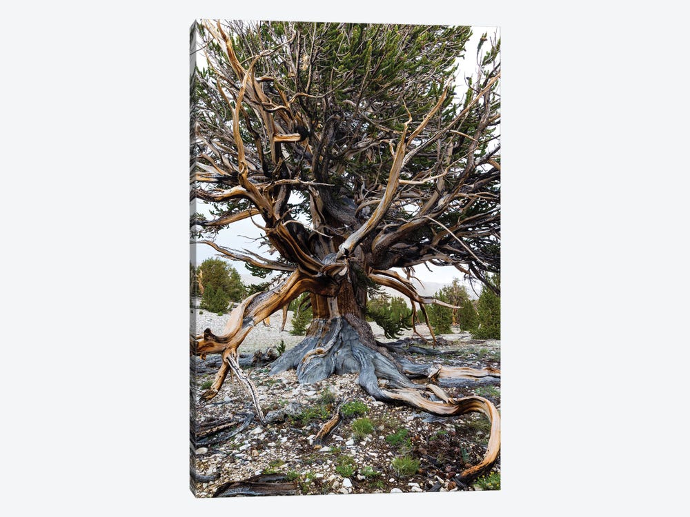 Ancient Bristlecone Pine Forest, White Mountains, Inyo County, California, USA III by Panoramic Images 1-piece Canvas Wall Art