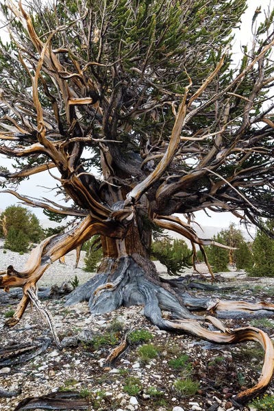 Evergreen Trees: Ancient Bristlecone Pine Forest, White Mountains, Inyo County, California, USA III by Panoramic Images