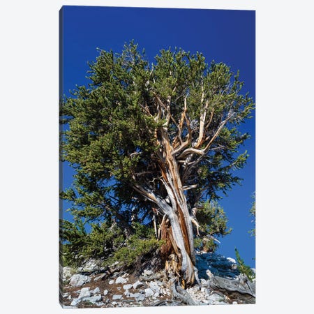 Ancient Bristlecone Pine Forest, White Mountains, Inyo County, California, USA IV Canvas Print #PIM14250} by Panoramic Images Canvas Wall Art