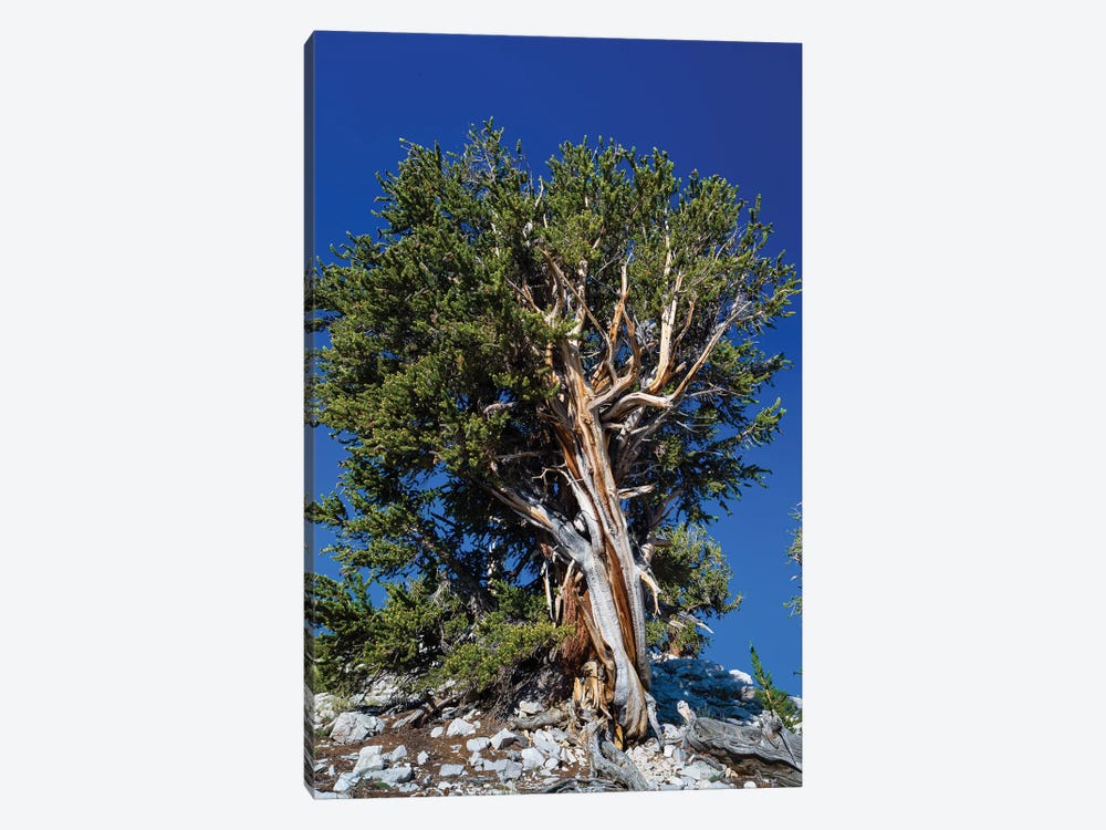 Ancient Bristlecone Pine Forest, White Mountains, Inyo County, California, USA IV by Panoramic Images 1-piece Canvas Art