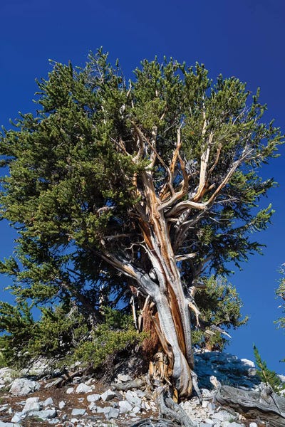 Evergreen Trees: Ancient Bristlecone Pine Forest, White Mountains, Inyo County, California, USA IV by Panoramic Images