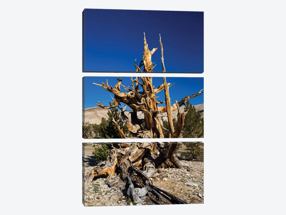 Ancient Bristlecone Pine Forest, White Mountains, Inyo County, California, USA V by Panoramic Images 3-piece Art Print