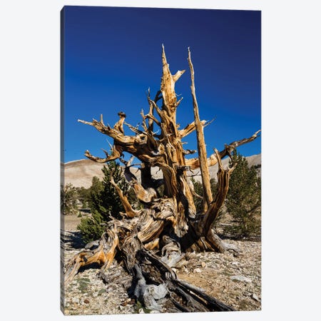 Ancient Bristlecone Pine Forest, White Mountains, Inyo County, California, USA V Canvas Print #PIM14251} by Panoramic Images Canvas Art
