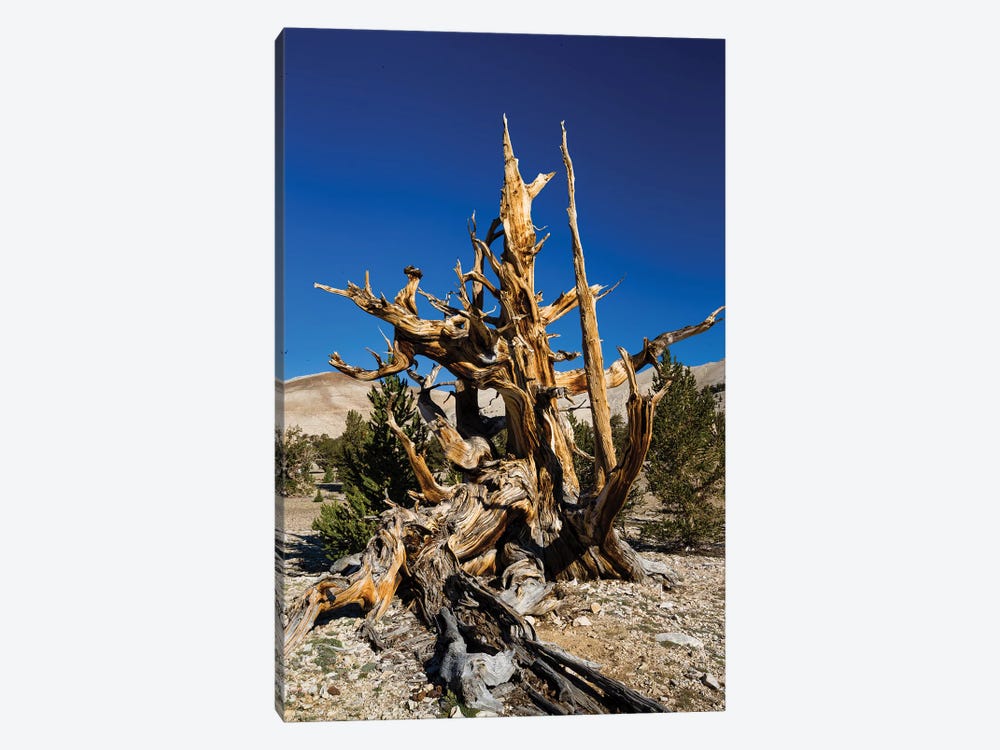 Ancient Bristlecone Pine Forest, White Mountains, Inyo County, California, USA V by Panoramic Images 1-piece Art Print