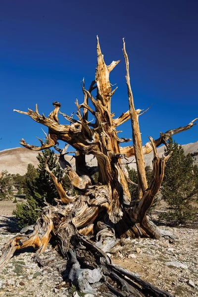 Evergreen Trees: Ancient Bristlecone Pine Forest, White Mountains, Inyo County, California, USA V by Panoramic Images