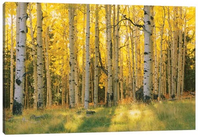 Aspen Trees In A Forest, Coconino National Forest, Arizona, USA Canvas Art Print - Forest Art
