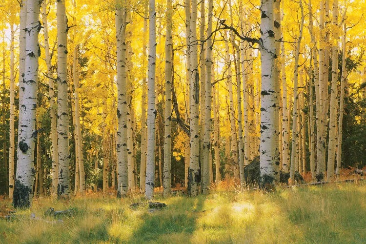 Aspen Trees In A Forest, Coconino National Forest, Arizona, USA