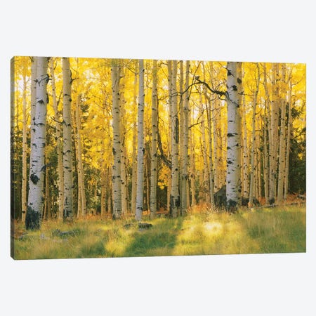 Aspen Trees In A Forest, Coconino National Forest, Arizona, USA Canvas Print #PIM14255} by Panoramic Images Art Print