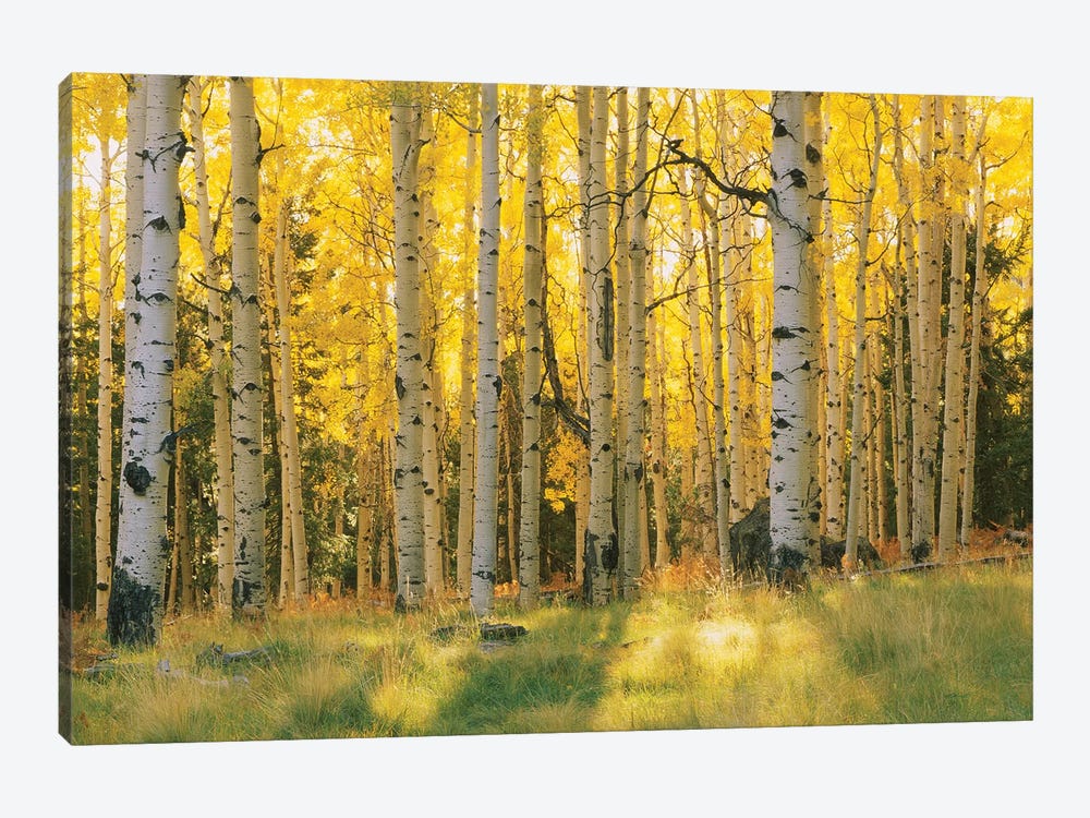 Aspen Trees In A Forest, Coconino National Forest, Arizona, USA by Panoramic Images 1-piece Art Print