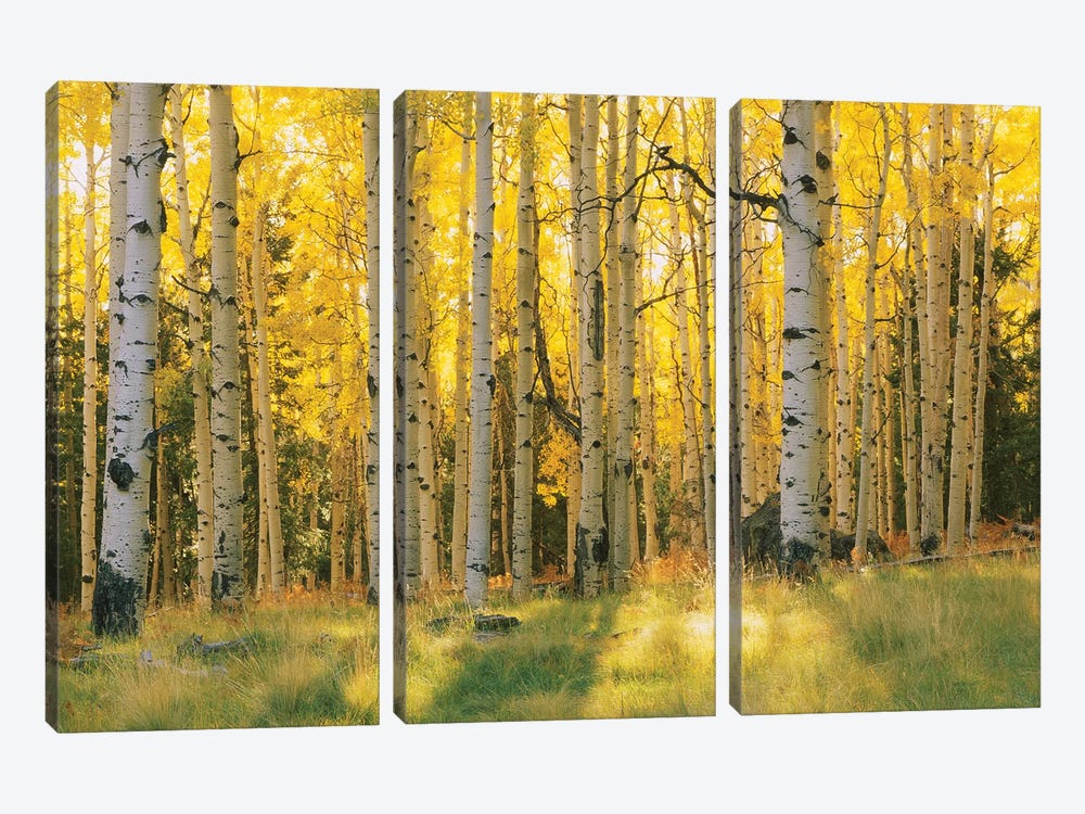 Aspen Trees In A Forest, Coconino National Forest, Arizona, USA by Panoramic Images 3-piece Canvas Print