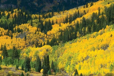 Aspen Trees In A Forest, Maroon Bells, Maroon Creek Valley, Aspen, Pitkin County, Colorado, USA I by Panoramic Images framed canvas print