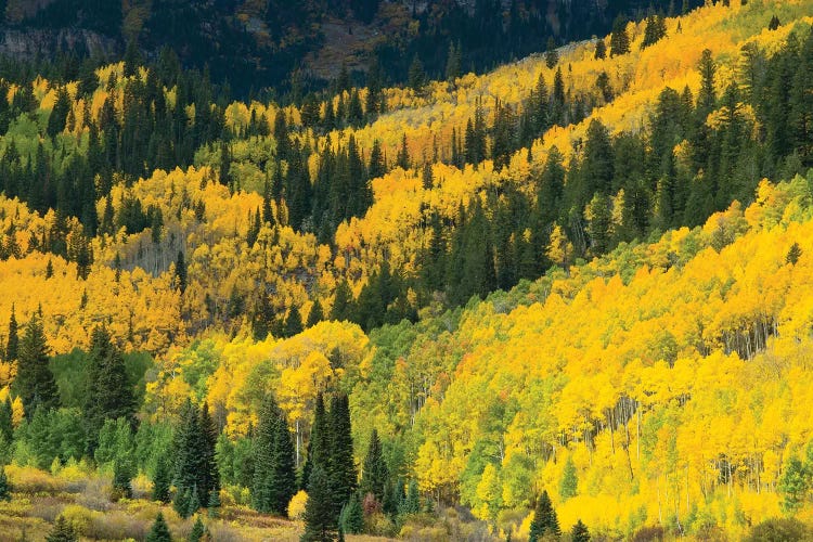 Aspen Trees In A Forest, Maroon Bells, Maroon Creek Valley, Aspen, Pitkin County, Colorado, USA I