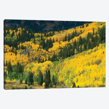 Aspen Trees In A Forest, Maroon Bells, Maroon Creek Valley, Aspen, Pitkin County, Colorado, USA I Canvas Print #PIM14256} by Panoramic Images Canvas Art Print