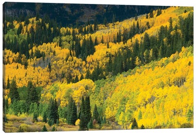 Aspen Trees In A Forest, Maroon Bells, Maroon Creek Valley, Aspen, Pitkin County, Colorado, USA I Canvas Art Print - Aspen Tree Art