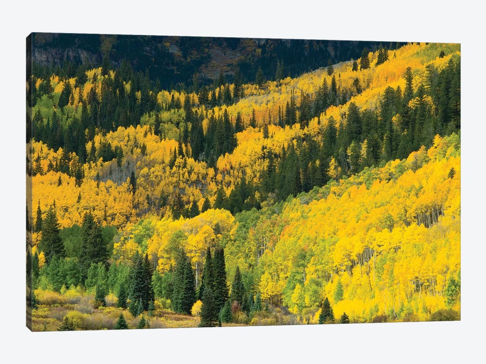 Aspen Trees In A Forest, Maroon Bells, Maroon Creek Valley, Aspen, Pitkin County, Colorado, USA I by Panoramic Images 1-piece Canvas Artwork