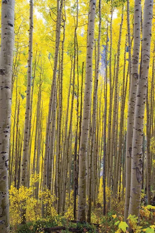 Aspen Trees In A Forest, Maroon Bells, Maroon Creek Valley, Aspen, Pitkin County, Colorado, USA II