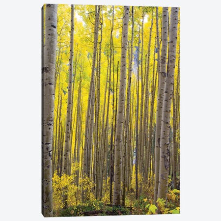 Aspen Trees In A Forest, Maroon Bells, Maroon Creek Valley, Aspen, Pitkin County, Colorado, USA II Canvas Print #PIM14257} by Panoramic Images Canvas Art Print