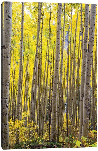 Aspen Trees In A Forest, Maroon Bells, Maroon Creek Valley, Aspen, Pitkin County, Colorado, USA II Canvas Art Print