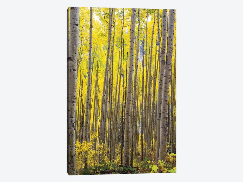 Aspen Trees In A Forest, Maroon Bells, Maroon Creek Valley, Aspen, Pitkin County, Colorado, USA II by Panoramic Images 1-piece Canvas Art Print