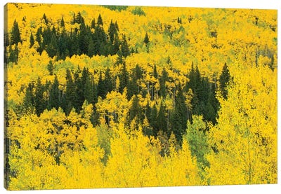 Aspen Trees In A Forest, Maroon Bells, Maroon Creek Valley, Aspen, Pitkin County, Colorado, USA III Canvas Art Print - Colorado Art