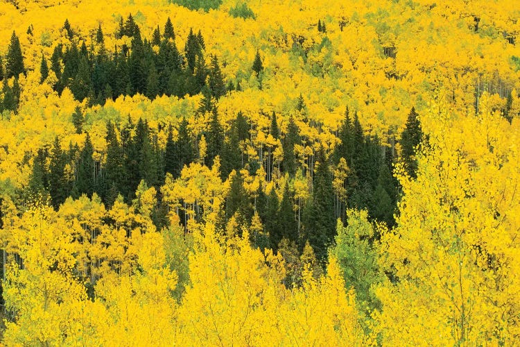 Aspen Trees In A Forest, Maroon Bells, Maroon Creek Valley, Aspen, Pitkin County, Colorado, USA III