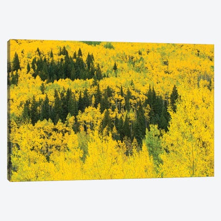 Aspen Trees In A Forest, Maroon Bells, Maroon Creek Valley, Aspen, Pitkin County, Colorado, USA III Canvas Print #PIM14258} by Panoramic Images Canvas Wall Art