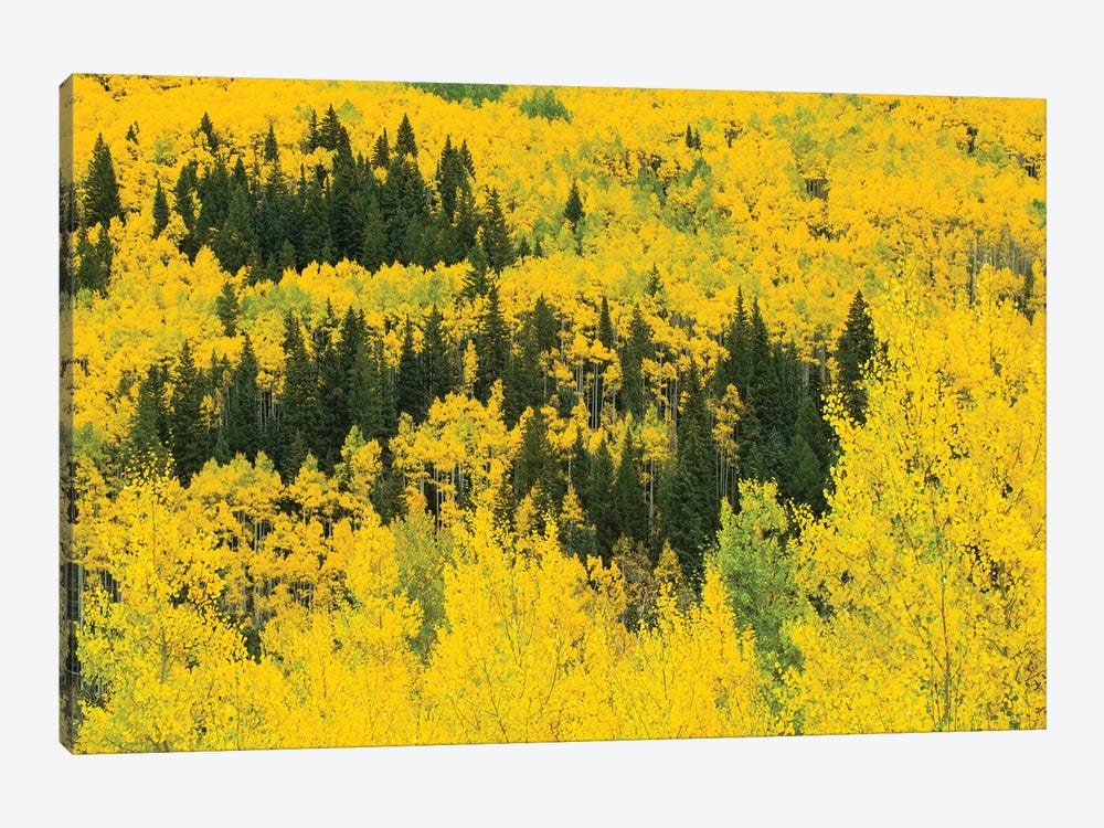 Aspen Trees In A Forest, Maroon Bells, Maroon Creek Valley, Aspen, Pitkin County, Colorado, USA III by Panoramic Images 1-piece Canvas Artwork