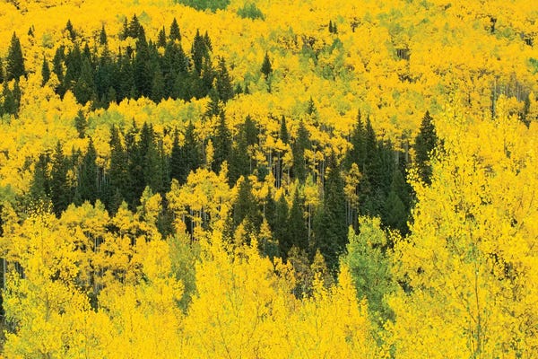 Aspen Trees In A Forest III, Maroon Bells, Maroon Creek Valley, Aspen, Pitkin County, Colorado, USA